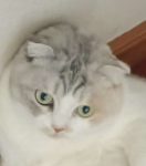 picklez_the_cat